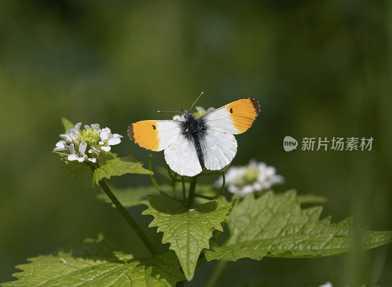 桔梗蝶(carcharis cardamines)